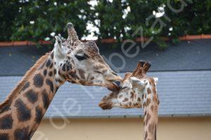 parc zoologique (4)